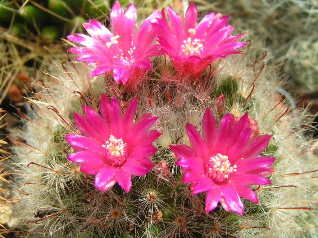 Mammillaria minichii